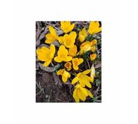 Pcs - 25x Crocus, Großblumig Grand Jaune Bulbe de Fleur Jardin Plantes F-ZS63 - Seeds & Plants Shop by Ipsa