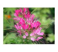 Pcs - 25x Katzenschnurrbart Rose Beauty Cleome Spinosa Jardin Plantes - Graines KS262 - Seeds & Plants Shop by Ipsa