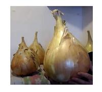 Pcs - 25x Oignon The Kelsae- Oignons Légumes Plantes - Graines KS499 - Seeds & Plants Shop by Ipsa