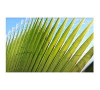 Pcs - 25x Palmier Washingtonia Robusta Jupon Palme Jardin Plantes - Graines ID216 - Seeds & Plants Shop by Ipsa