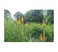 Pcs - 25x Tison de Satan Rotgelb-Samen Plant Fleurs Semences Jardin KS317 - Seeds & Plants Shop by Ipsa