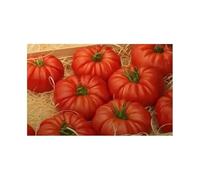 Pcs - 25x Tomate Charnue Bistecca Supersteak F1 Légumes Jardin Plantes - Graines KS141 - Seeds & Plants Shop by Ipsa