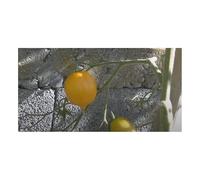 Pcs - 25x Tomate Citron Arbre Vieux Variétés Légumes Jardin Plantes - Graines KS299 - Seeds & Plants Shop by Ipsa