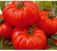 Pcs - 25x Tomate Marmande - Vieux Variétés Graines Frais Légumes Jardin Tomates KS401 - Seeds & Plants Shop by Ipsa