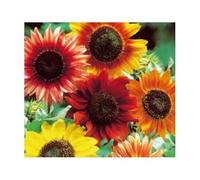 Pcs - 25x Tournesol Soleil Du Soir Mix Helianthus Annuus Jardin Plantes - Graines KS291 - Seeds & Plants Shop by Ipsa