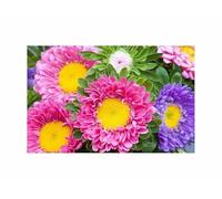 Pcs - 270x Aster Prinzessen Mélange Aster Chinensis Jardin Plantes - Graines K331 - Seeds & Plants Shop by Ipsa