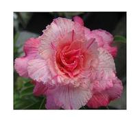 Pcs - 2x Adenium Obesum Pinkpanter Rose Du Désert Jardin Plantes - Graines B568 - Seeds & Plants Shop by Ipsa