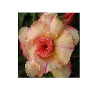 Pcs - 2x Adenium Obesum Siam Vanille Rose Du Désert Jardin Plantes - Graines B577 - Seeds & Plants Shop by Ipsa