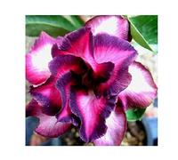 Pcs - 2x Adenium Obesum Violetcity Rose Du Désert Jardin Plantes - Graines B586 - Seeds & Plants Shop by Ipsa