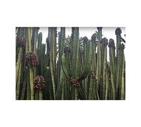 Pcs - 2x Euphorbia Canariensis Canaries Euphorbe Jardin Plantes - Graines ID1317 - Seeds & Plants Shop by Ipsa