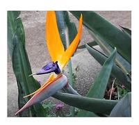 Pcs - 2x Strelitzia Reginae Mandela Or Graines Oiseau de Paradis Jaune Bleu B305 - Seeds & Plants Shop by Ipsa