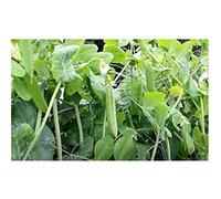 Pcs - 300x Pois Rundsädig Éminent Légumes Pisum Sativum Plantes - Graines K382 - Seeds & Plants Shop by Ipsa