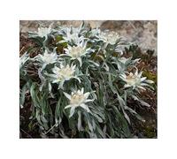 Pcs - 30x Alpes Edelweiss Leontopodium Alpinum Jardin Plantes - Graines KS65 - Seeds & Plants Shop by Ipsa