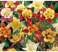Pcs - 30x Ancolie Mckana Giant Hybrides - Graines Jardin Plant Fleurs KS4 - Seeds & Plants Shop by Ipsa