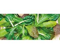 Pcs - 30x Asiatique Salade Mischung- Vieux Variétés Graines Légumes KS478 - Seeds & Plants Shop by Ipsa