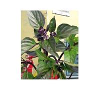 Pcs - 30x Basilic Canella Herbes Jardin Plantes - Graines KS264 - Seeds & Plants Shop by Ipsa