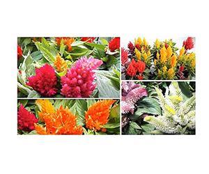 Pcs - 30x Crête de Coq la Pampa Panache Mixte - Panache Jardin Plantes - Graines KS37 - Seeds & Plants Shop by Ipsa