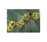 Pcs - 30x Euphorbia Hirta Annuel Jardin Plantes - Graines ID1322 - Seeds & Plants Shop by Ipsa