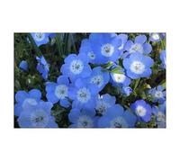 Pcs - 30x Hainblume Prince Gustav's Eyes Nemophila Menziesii Plantes Graines KS95 - Seeds & Plants Shop by Ipsa
