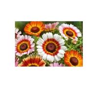 Pcs - 30x Multicolore Marguerite - Kapkörbchen Jardin Plantes - Graines KS53 - Seeds & Plants Shop by Ipsa