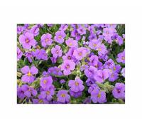 Pcs - 30x Oreiller Bleu Aubretia Mix Aubrieta Hybrida Fleurs Jardin Plantes - Graines KS16 - Seeds & Plants Shop by Ipsa