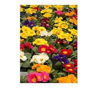 Pcs - 30x Primevère Colossea Mixed Primevère Jardin Plantes - Graines KS143 - Seeds & Plants Shop by Ipsa