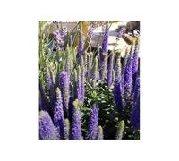 Pcs - 30x Speedwell - Veronica Bleu Shades Jardin Plantes - Graines KS34 - Seeds & Plants Shop by Ipsa