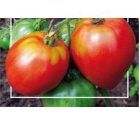 Pcs - 325x Pomodori Tomates Coeur de Boeuf Légumes Jardin Plantes - Graines K406 - Seeds & Plants Shop by Ipsa