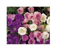 Pcs - 35x Campanule Doppelblumig Mixte - Graines Plant Fleurs Jardin KS43 - Seeds & Plants Shop by Ipsa