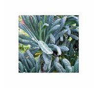 Pcs - 35x Chou Frisé Néro Di Toscana (Noir Tuscany) Eko - Légumes Graines KS414 - Seeds & Plants Shop by Ipsa