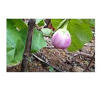 Pcs - 35x Rotonda Bianca Sfumata Di Rose Bio Aubergine Légumes Plantes - Graines SV21 - Seeds & Plants Shop by Ipsa