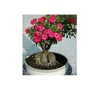 Pcs - 3x Adenium Arabicum Bonsaï Rose Du Désert Jardin Plantes - Graines B528 - Seeds & Plants Shop by Ipsa