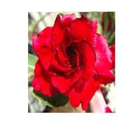 Pcs - 3x Adenium Obesum Doungdee Rose Du Désert Jardin Plantes - Graines B550 - Seeds & Plants Shop by Ipsa