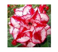 Pcs - 3x Adenium Obesum Fire Of Love Rose Du Désert Jardin Plantes - Graines B551 - Seeds & Plants Shop by Ipsa