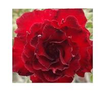 Pcs - 3x Adenium Obesum Fire Stone Rose Du Désert Jardin Plantes - Graines B552 - Seeds & Plants Shop by Ipsa