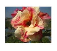 Pcs - 3x Adenium Obesum Luang Lai Rose Du Désert Jardin Plantes - Graines B557 - Seeds & Plants Shop by Ipsa