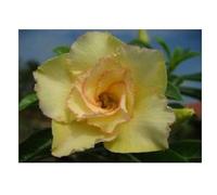Pcs - 3x Adenium Obesum Maithong Rose Du Désert Jardin Plantes - Graines B559 - Seeds & Plants Shop by Ipsa