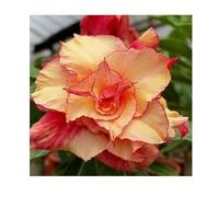 Pcs - 3x Adenium Obesum Matin Star Rose Du Désert Jardin Plantes - Graines B563 - Seeds & Plants Shop by Ipsa