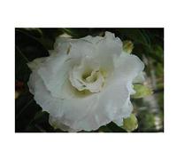 Pcs - 3x Adenium Obesum Nang Faah Rose Du Désert Jardin Plantes - Graines B564 - Seeds & Plants Shop by Ipsa