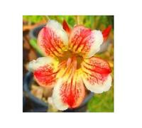 Pcs - 3x Adenium Obesum Pawpun Rose Du Désert Jardin Plantes - Graines B567 - Seeds & Plants Shop by Ipsa