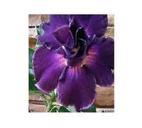 Pcs - 3x Adenium Obesum Royal Violet Rose Du Désert Jardin Plantes - Graines B575 - Seeds & Plants Shop by Ipsa