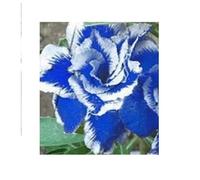 Pcs - 3x Adenium Obesum Thaïlande Rose Du Désert Jardin Plantes - Graines B571 - Seeds & Plants Shop by Ipsa