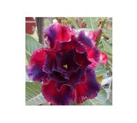 Pcs - 3x Adenium Obesum Triple Anna Rose Du Désert Jardin Plantes - Graines B582 - Seeds & Plants Shop by Ipsa