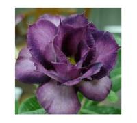 Pcs - 3x Adenium Obesum Violet Doxxo Rose Du Désert Jardin Plantes - Graines B570 - Seeds & Plants Shop by Ipsa