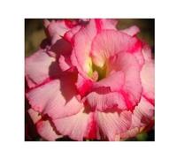Pcs - 3x Adenium Obesum Wanida Rose Du Désert Jardin Plantes - Graines B587 - Seeds & Plants Shop by Ipsa