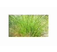 Pcs - 3x Carex Secta - Mäori-makura Grasbäume Pluriannuelle Plantes - Graines ID1806 - Seeds & Plants Shop by Ipsa