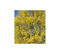Pcs - 3x Cercidium Floridum Désert Arbre Croissance Rapide Plantes - Graines ID1650 - Seeds & Plants Shop by Ipsa