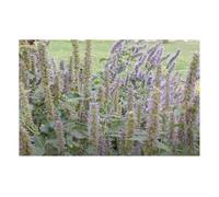 Pcs - 400x Anisagastache Agastache Foeniculum Semences Jardin Plantes - Graines K248 - Seeds & Plants Shop by Ipsa