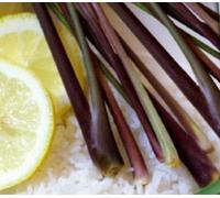 Pcs - 400x Citronelle Cymbopogon Flexuosus Semences Jardin Plantes - Graines K235 - Seeds & Plants Shop by Ipsa