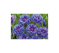 Pcs - 40x Bleuet des Champs Bleu Boy, Doppelblumig Jardin Plantes - Graines KS290 - Seeds & Plants Shop by Ipsa